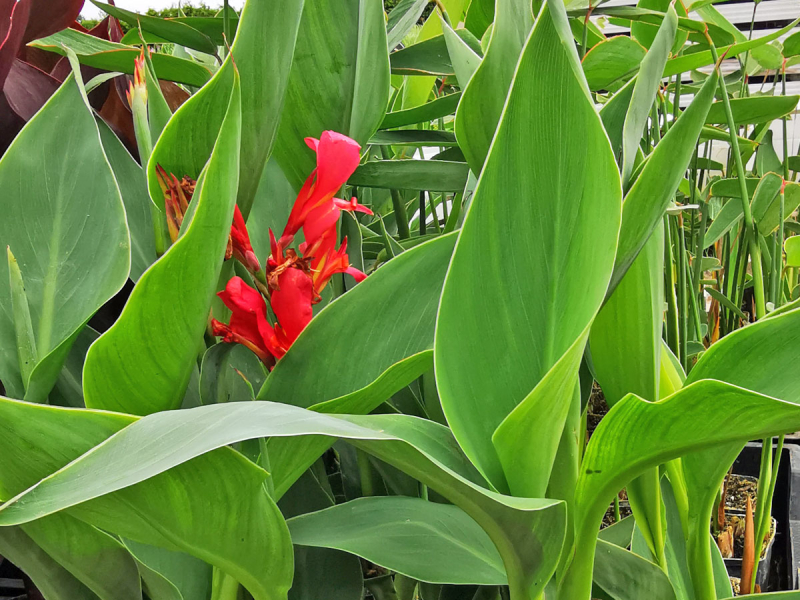 XXL Blumenrohr - Canna glauca Endeavour
